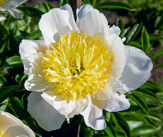 Paeonia Lactiflora Honey Gold