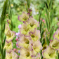 Moonlight Shadow Gladiolus Corms