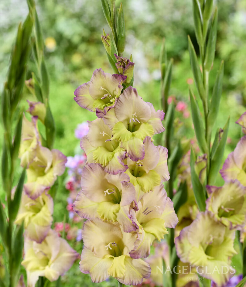 Moonlight Shadow Gladiolus Corms