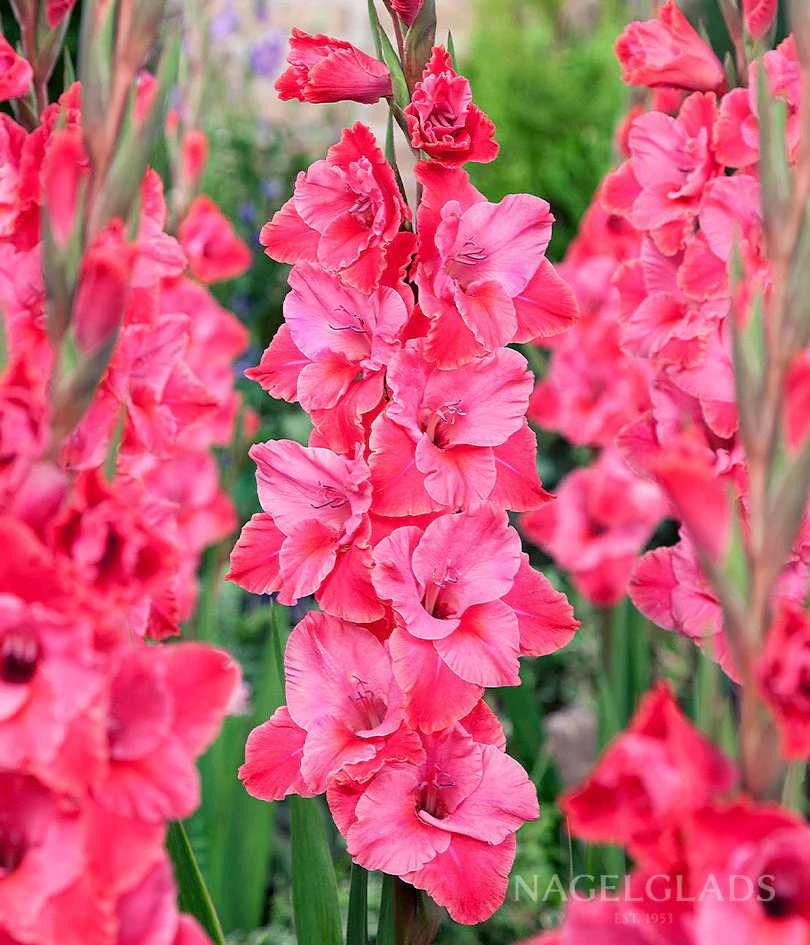 Titanic Gladiolus Corms