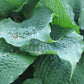 Reptilian Hosta Plants online shopping