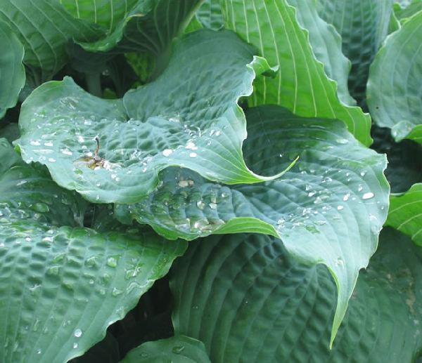 Reptilian Hosta Plants online shopping