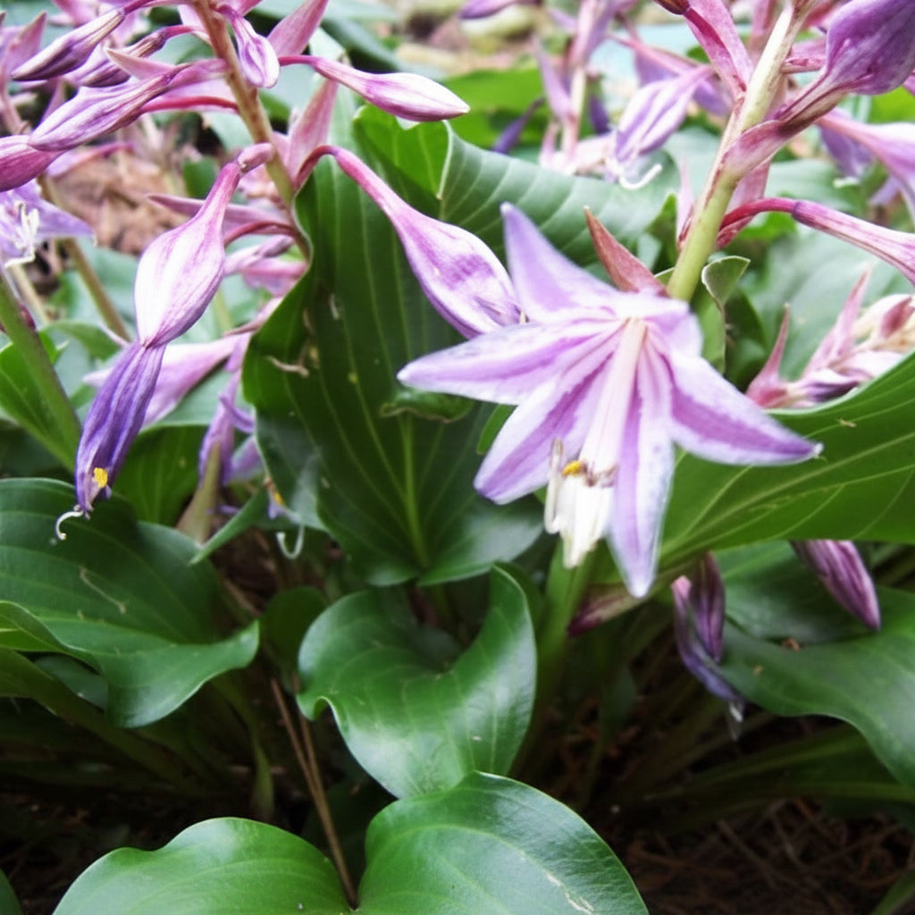 Raspberry Sorbet Hosta Plants online shopping