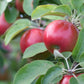 Snow Sweet® Apple Tree