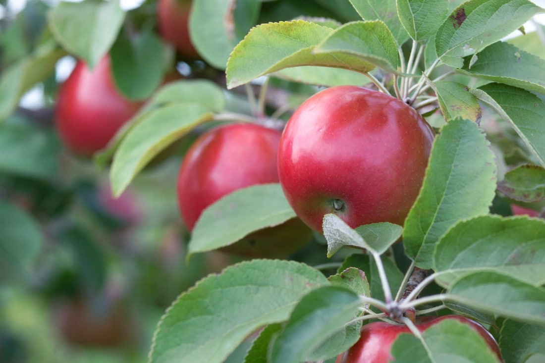 Snow Sweet® Apple Tree