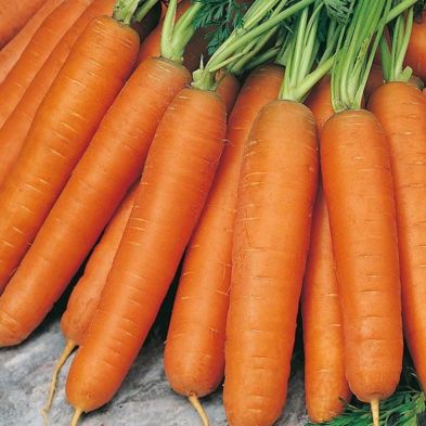 Autumn King Carrot Seeds online shopping