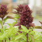 Cardinal Organic Basil seeds online shopping