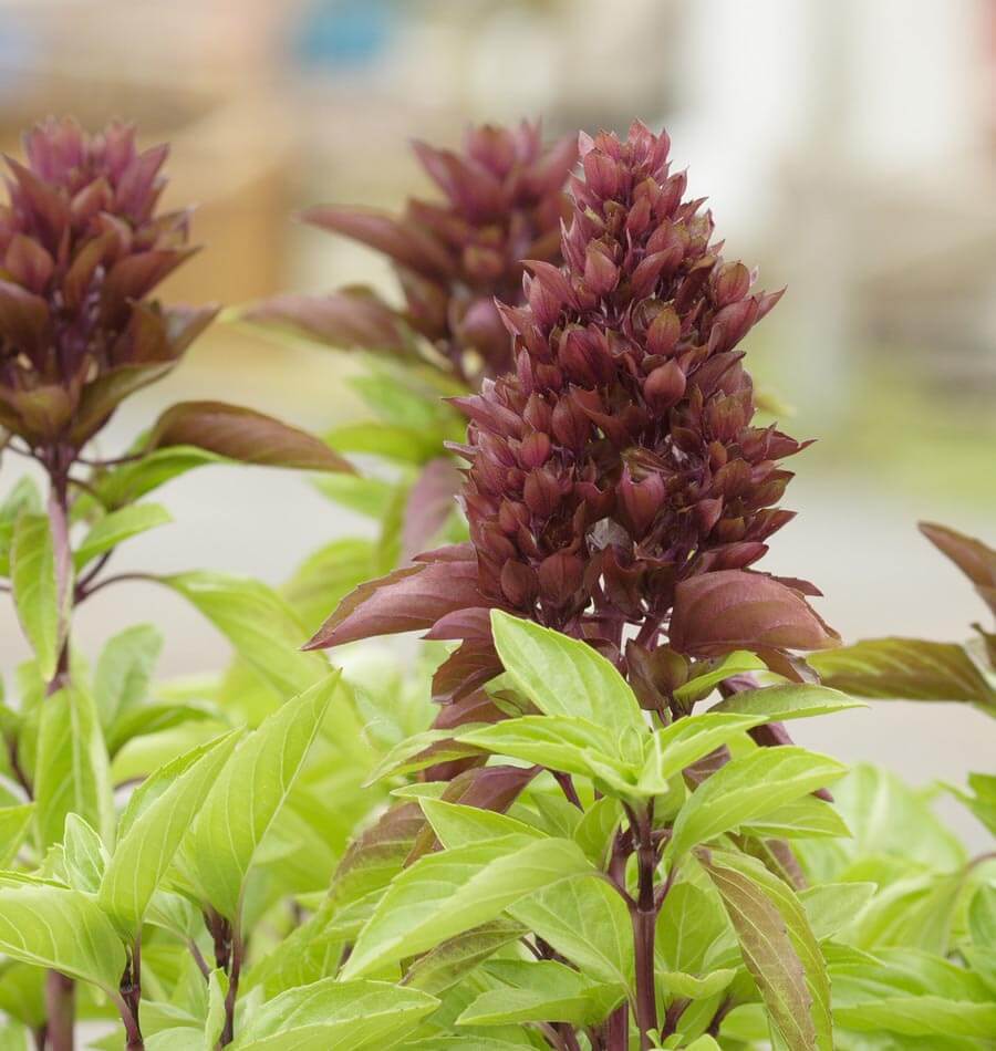 Cardinal Organic Basil seeds online shopping