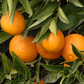 Nour Clementine Budwood citrus plant material online shopping