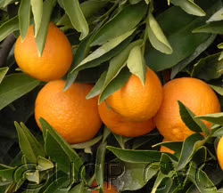 Nour Clementine Budwood citrus plant material online shopping