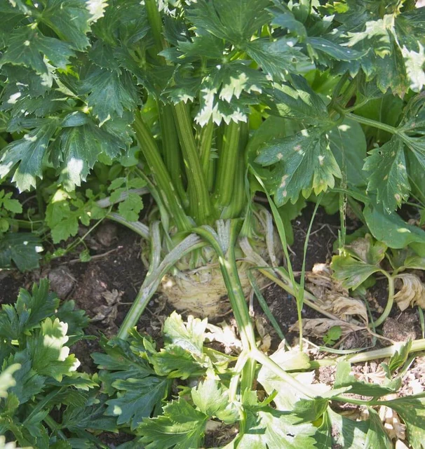 Brilliant Celeriac