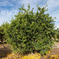 Citrus Hystrix Kaffir Lime Papeda Budwood citrus plant material online shopping
