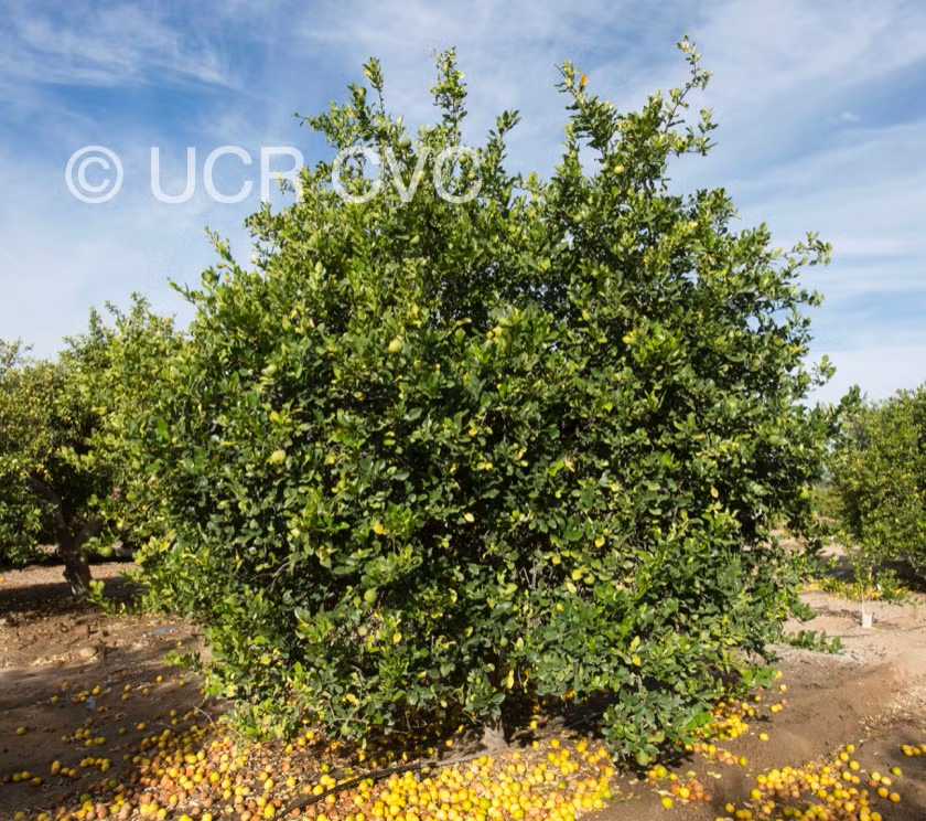 Citrus Hystrix Kaffir Lime Papeda Budwood citrus plant material online shopping