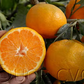 Silverhill Satsuma Mandarin Budwood citrus plant material online shopping