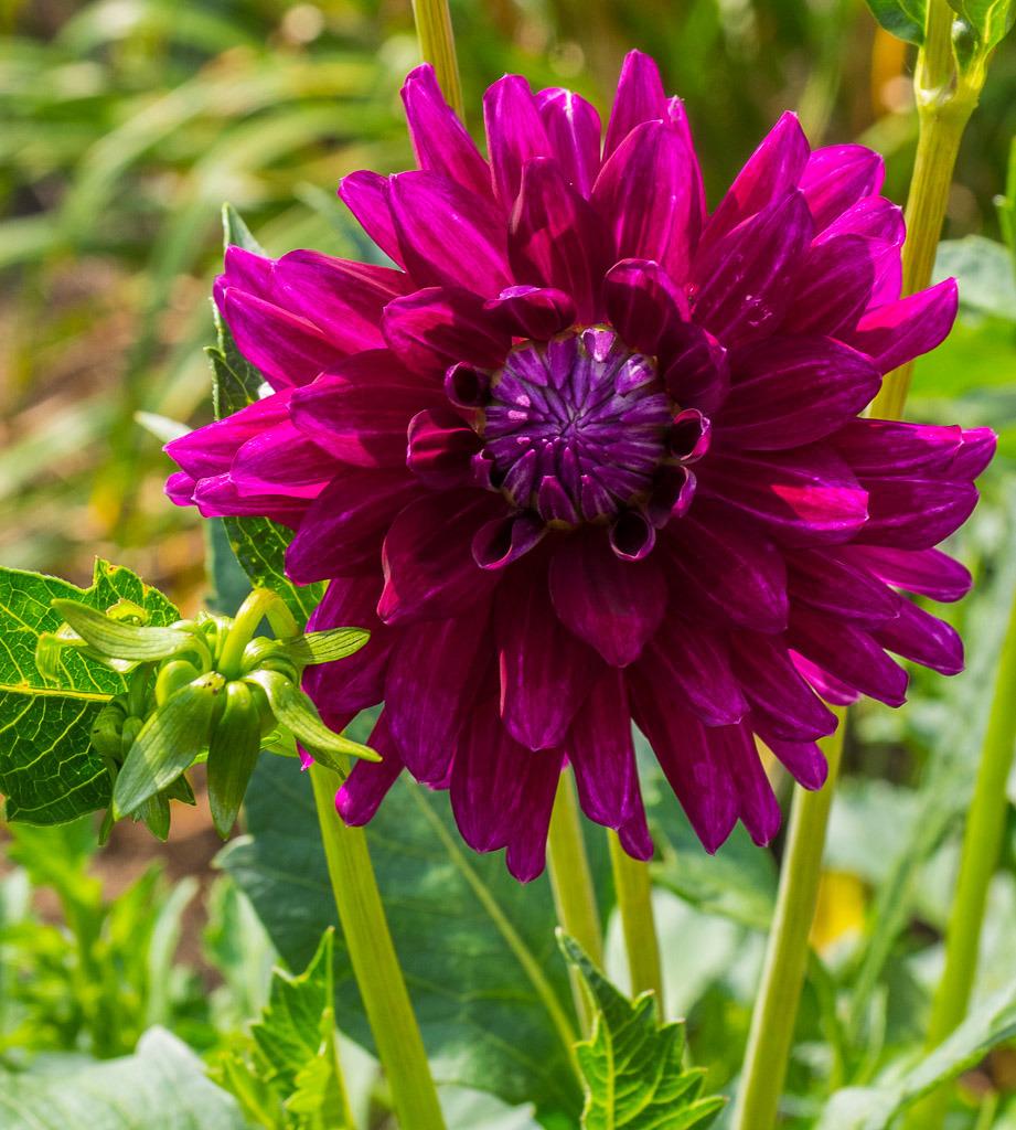 Nadine Jessie Dahlia