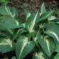 Sharp Dressed Man Hosta Plants online shopping