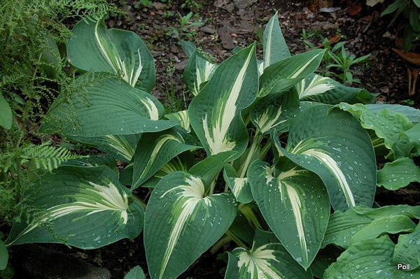 Sharp Dressed Man Hosta Plants online shopping