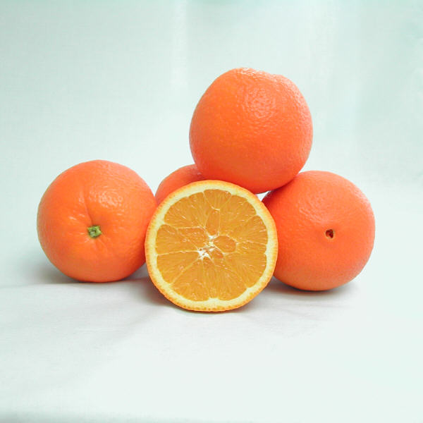 Parent Washington Navel Orange Budwood citrus plant material online shopping