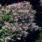 Palibin Dwarf Korean Lilac