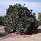 Leng Navel Orange Budwood citrus plant material online shopping