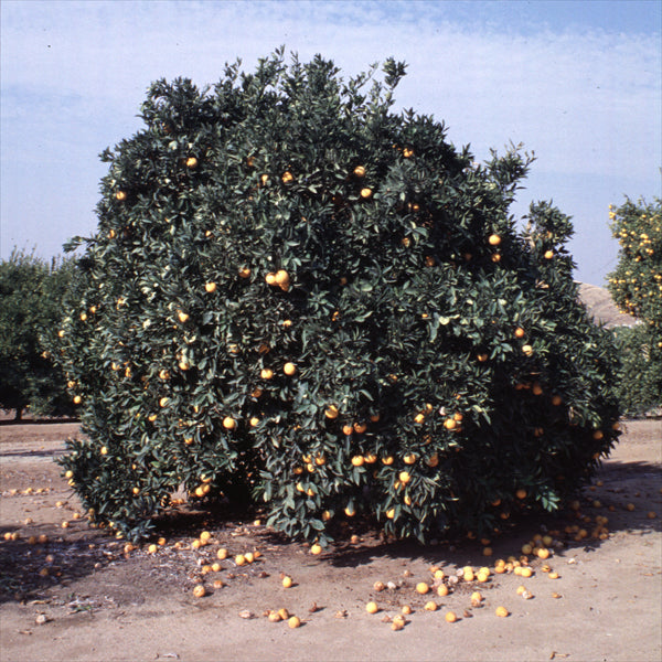 Leng Navel Orange Budwood citrus plant material online shopping