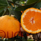 Shirokolistvennyi Satsuma Mandarin Budwood citrus plant material online shopping