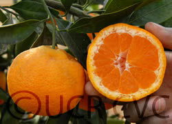 Shirokolistvennyi Satsuma Mandarin Budwood citrus plant material online shopping