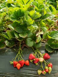 Warrior Short Day Strawberry