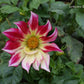 Junkyard Dog Dahlia