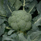 Gypsy F1 Broccoli