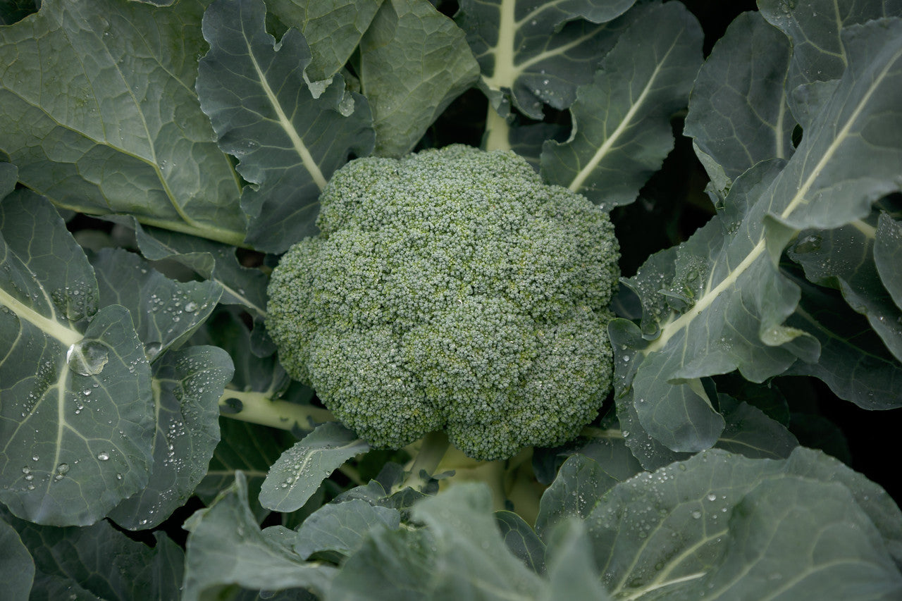 Gypsy F1 Broccoli