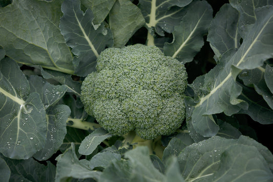 Gypsy F1 Broccoli Seeds online shopping