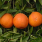SRA 63 Clementine Budwood citrus plant material online shopping