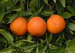 SRA 63 Clementine Budwood citrus plant material online shopping