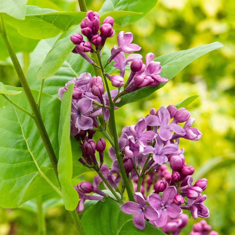 Rosie Beach Party™ Lilac lilac plant online shopping