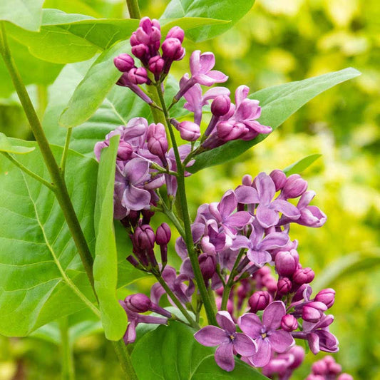 Rosie Beach Party™ Lilac