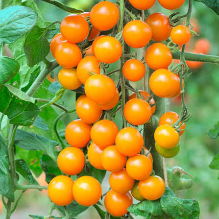 Sungold Tomato