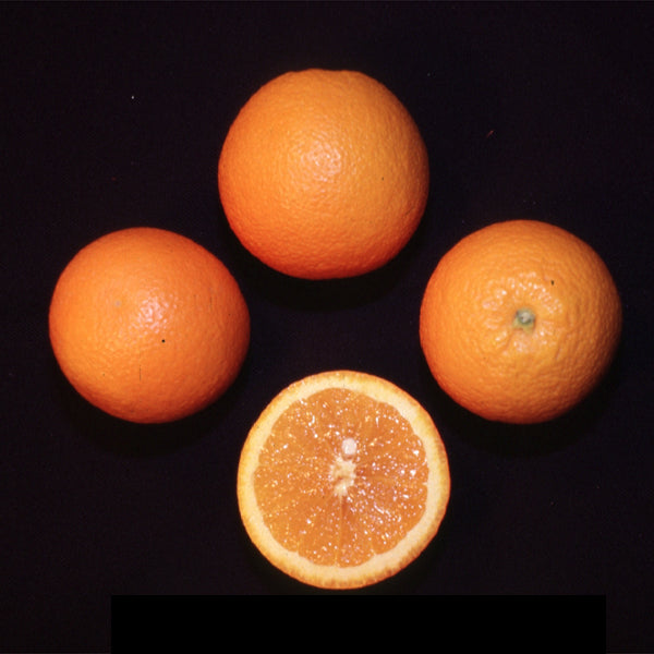 Delta Valencia Orange Budwood citrus plant material online shopping