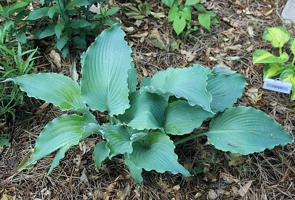 Dragon’s Dream Hosta Plants online shopping