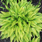 Rocket City Hosta Plants online shopping
