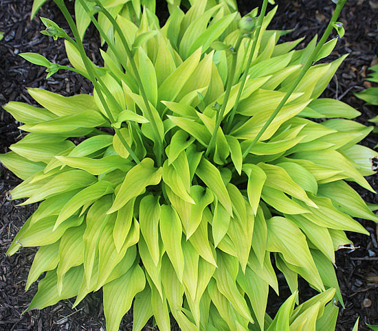 Rocket City Hosta Plants online shopping