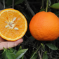 Temple Tangor Mandarin Budwood citrus plant material online shopping