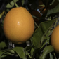 Orange à Feuilles Laciniées Blood Orange Budwood citrus plant material online shopping