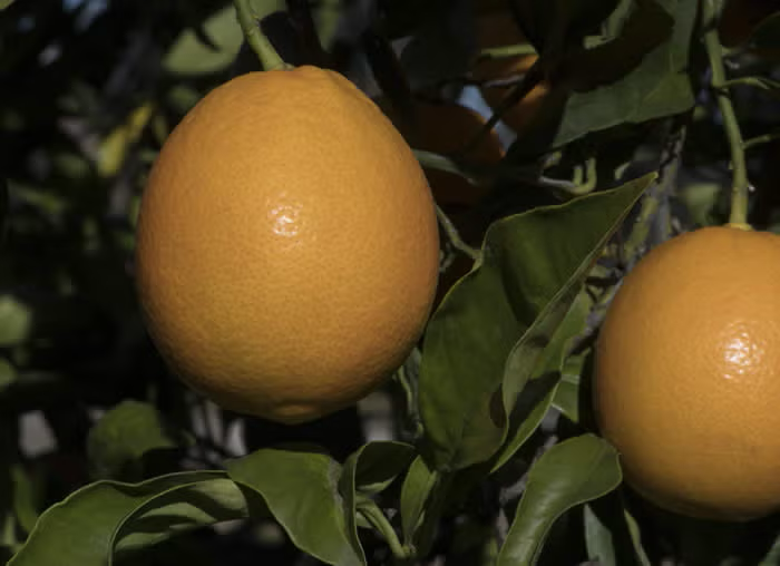 Orange à Feuilles Laciniées Blood Orange Budwood citrus plant material online shopping