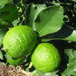 Bears Seedless Lime Plant citrus plant material online shopping