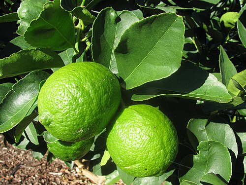 Bears Seedless Lime Plant citrus plant material online shopping