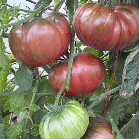 Pink Berkeley Tie Dye Organic Tomato Seeds online shopping