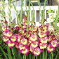 Dynamite Gladiolus Corms