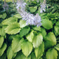 Golden Falls Hosta Plants online shopping