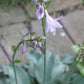 Gemstone Hosta Plants online shopping